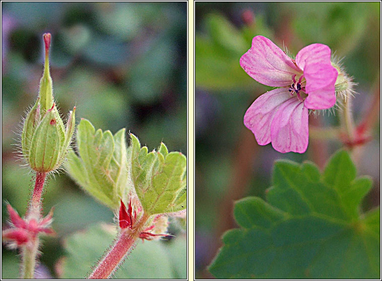 Round-leaved Cranes-bill, Geranium rotundifolium, Crobh cruinn