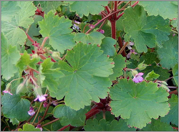 Round-leaved Cranes-bill, Geranium rotundifolium, Crobh cruinn