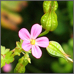 Shining Crane's-bill, Geranium lucidum, Crobh geal