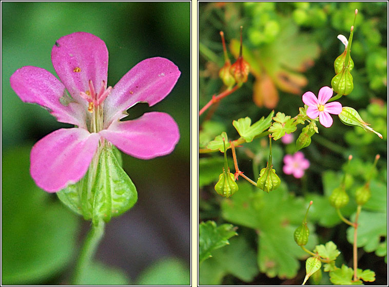 Shining Crane's-bill, Geranium lucidum, Crobh geal