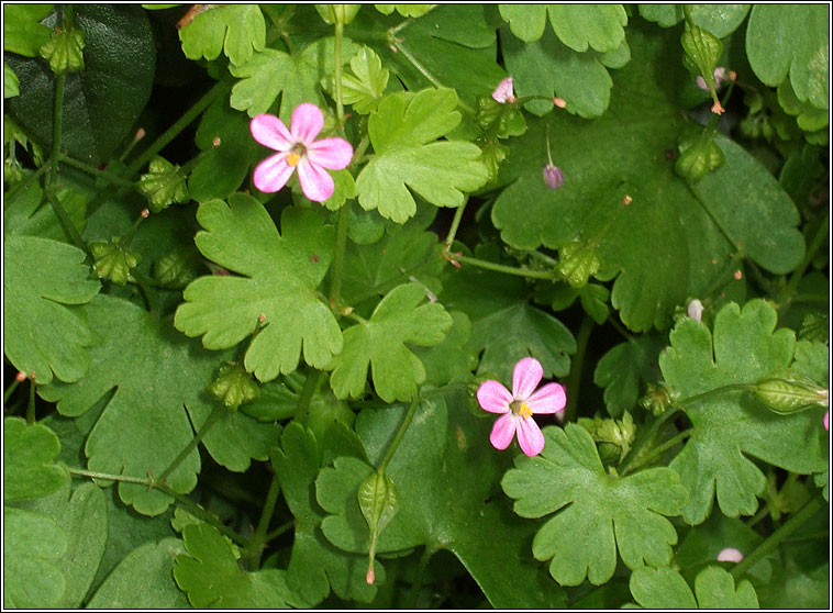 Shining Crane's-bill, Geranium lucidum, Crobh geal