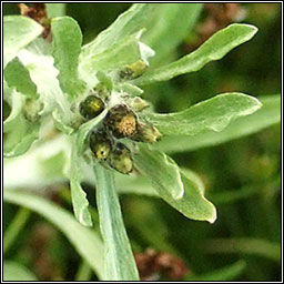 Marsh Cudweed, Gnaphalium uliginosum, Gnamhlus corraigh