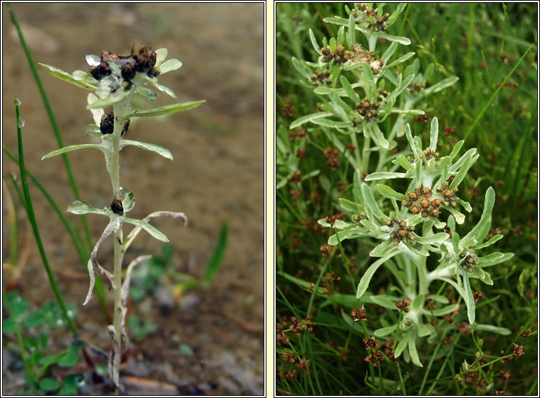 Marsh Cudweed, Gnaphalium uliginosum, Gnamhlus corraigh