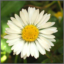 Daisy, Bellis perennis, Nonn