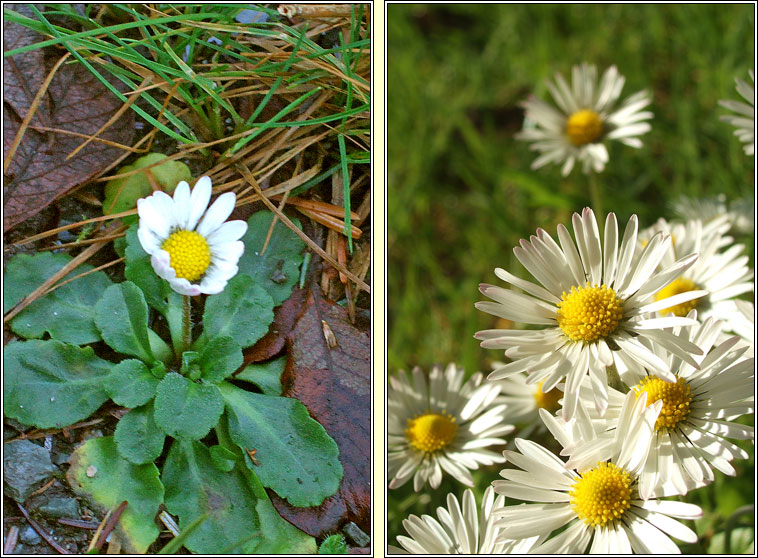 Daisy, Bellis perennis, Nonn