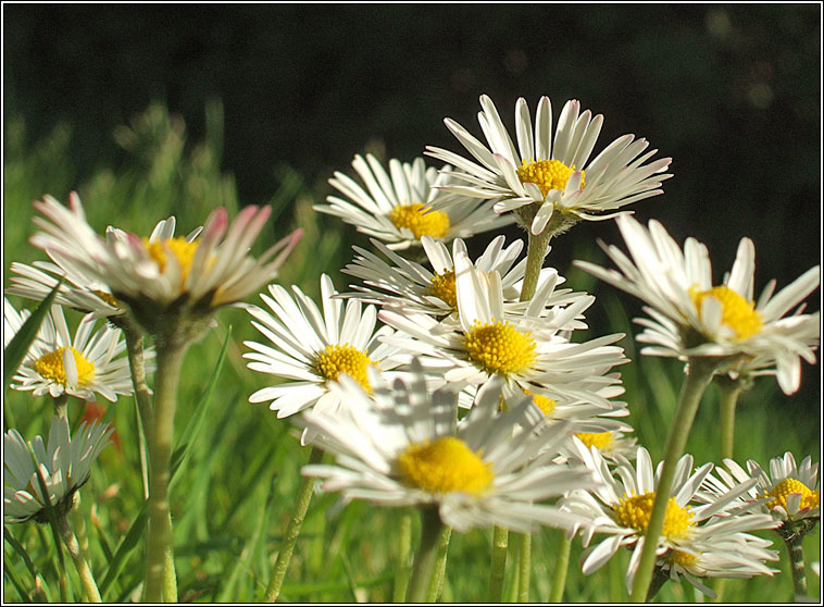 Daisy, Bellis perennis, Nonn