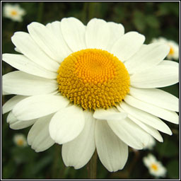 Ox-eye Daisy, Leucanthemum vulgare, Nonn mor