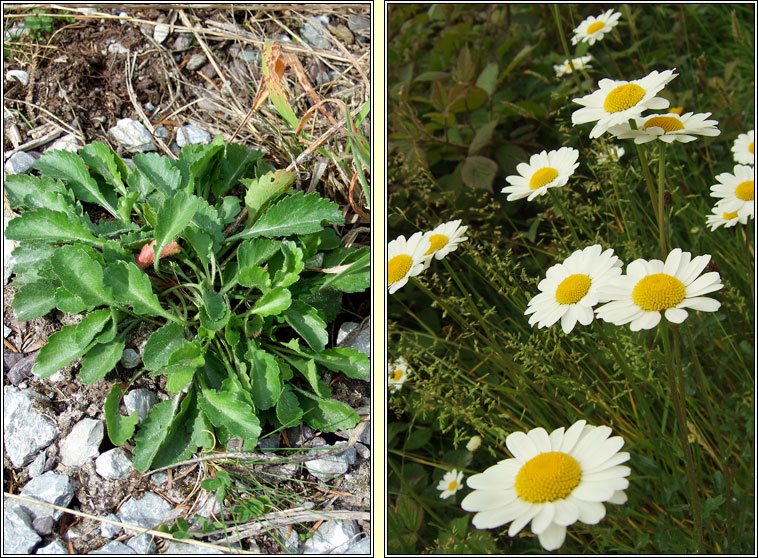 Ox-eye Daisy, Leucanthemum vulgare, Nonn mor