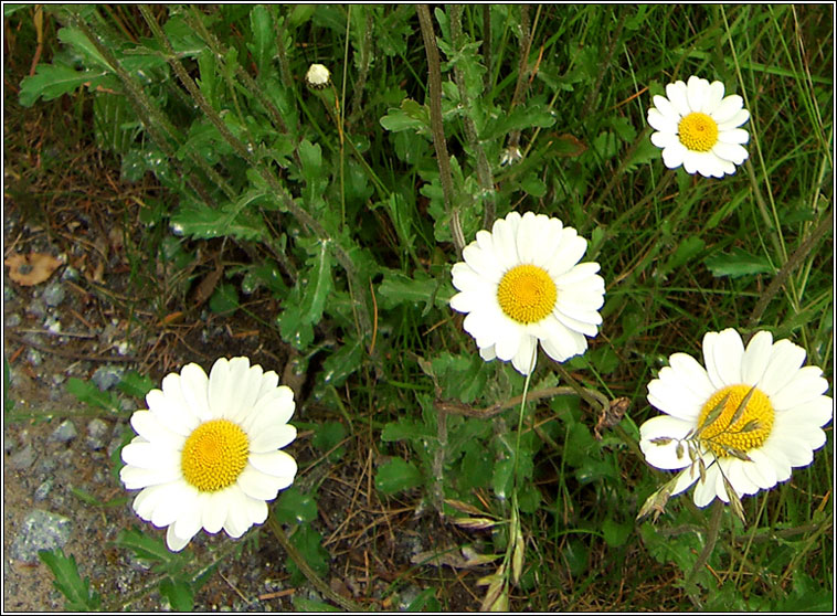 Ox-eye Daisy, Leucanthemum vulgare, Nonn mor