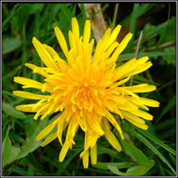 Dandelion, Taraxacum officinale, Caisearbhn