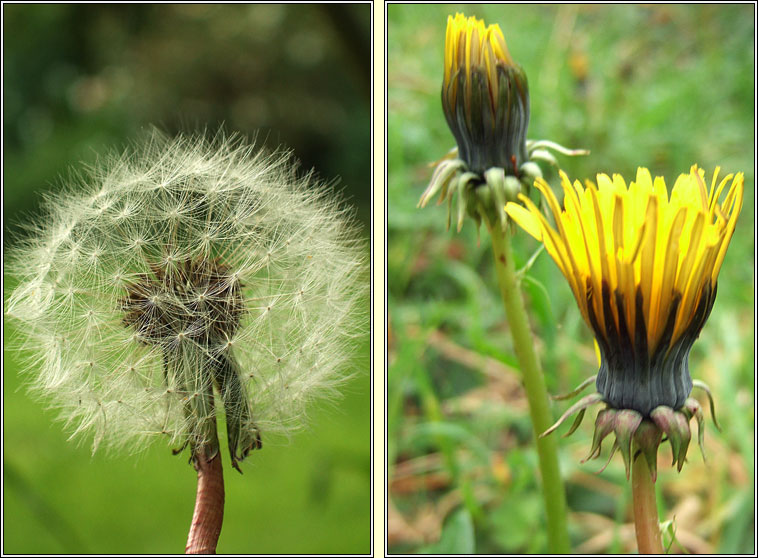 Dandelion, Taraxacum officinale, Caisearbhn