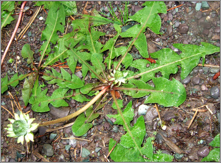 Dandelion, Taraxacum officinale, Caisearbhn