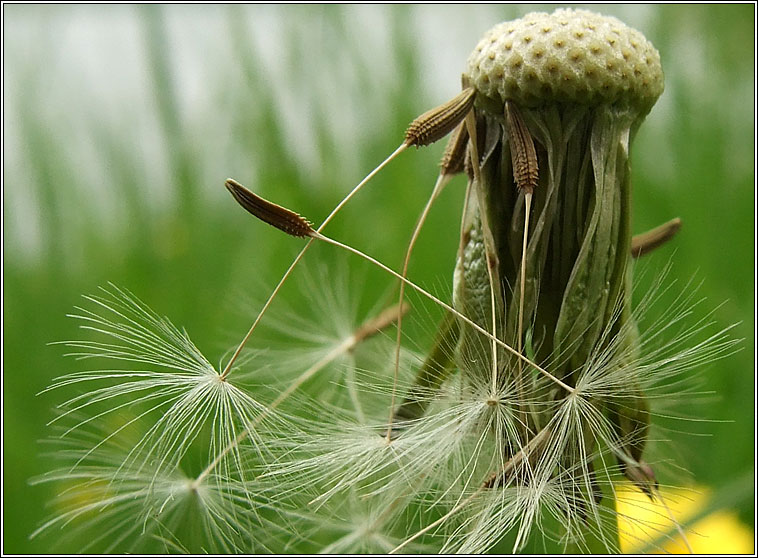 Dandelion, Taraxacum officinale, Caisearbhn