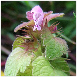 Red Dead-nettle, Lamium purpureum, Neantg chaoch dhearg