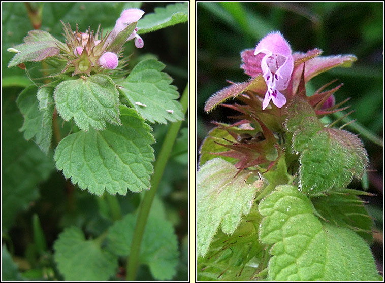 Red Dead-nettle, Lamium purpureum, Neantg chaoch dhearg