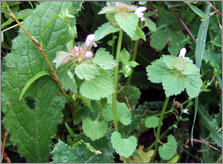 Red Dead-nettle, Lamium purpureum, Neantg chaoch dhearg