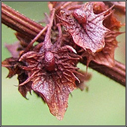 Broad-leaved Dock, Rumex obtusifolius, Copg shride