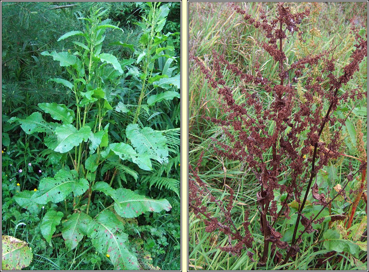 Broad-leaved Dock, Rumex obtusifolius, Copg shride