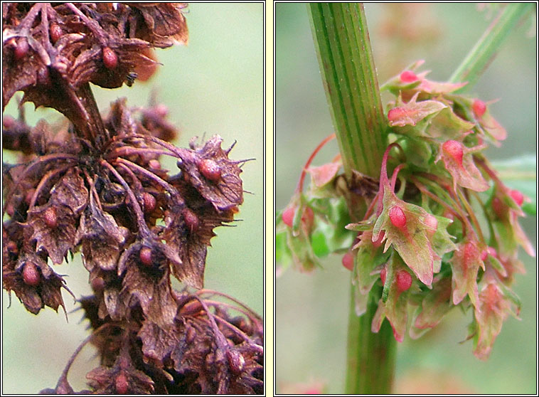 Broad-leaved Dock, Rumex obtusifolius, Copg shride