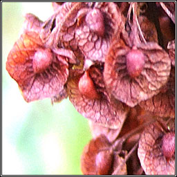 Curled Dock, Rumex crispus, Copg chatach