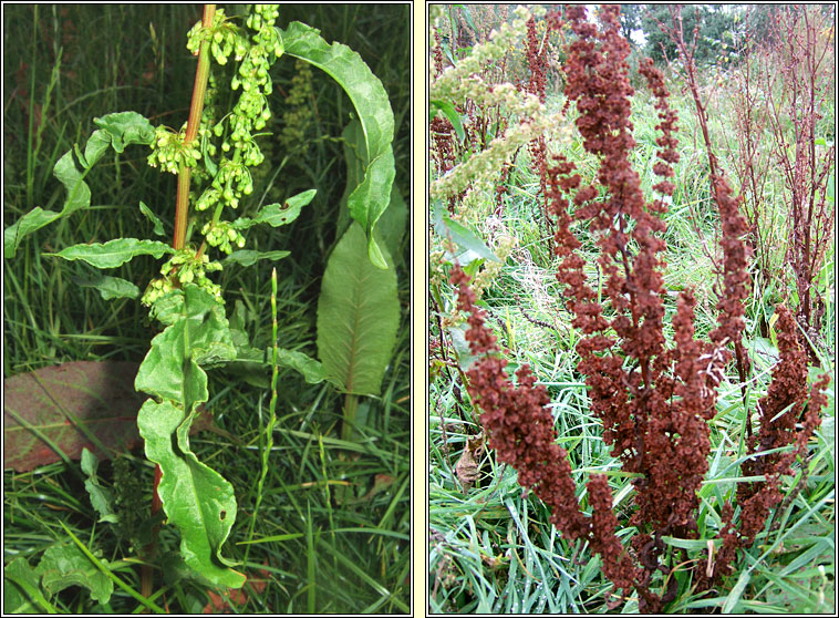 Curled Dock, Rumex crispus, Copg chatach