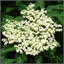 Elder, Sambucus nigra, Trom