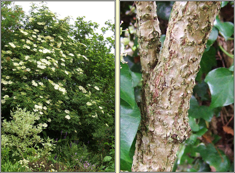 Elder, Sambucus nigra, Trom