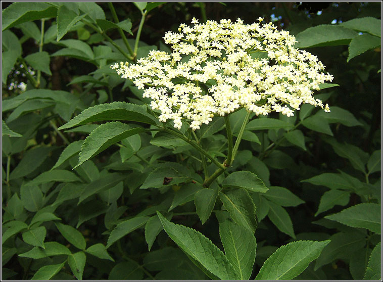 Elder, Sambucus nigra, Trom