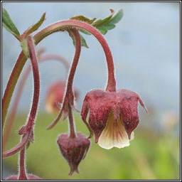 Water Avens, Geum rivale, Macall uisce