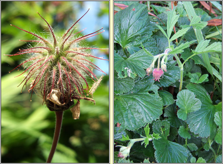 Water Avens, Geum rivale, Macall uisce