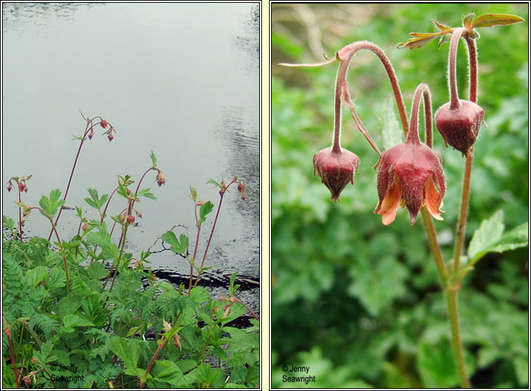 Water Avens, Geum rivale, Macall uisce