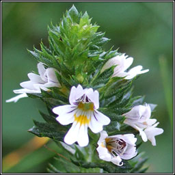 Eyebright, Euphrasia officionalis, Glanrosc