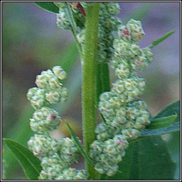 Fat Hen, Chenopodium album, Praiseach fhiin