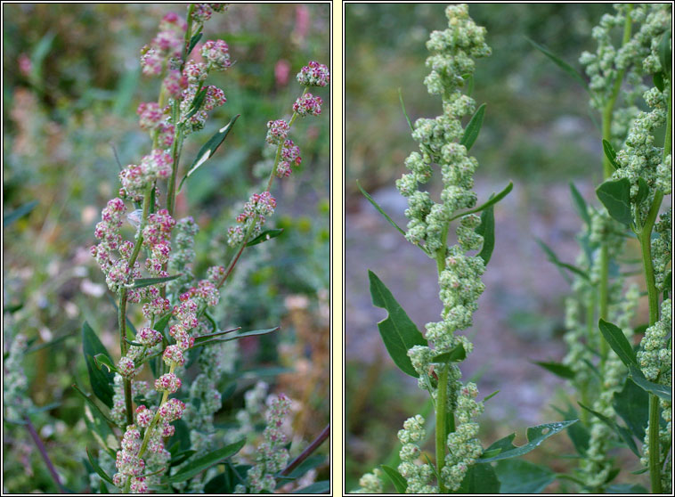 Fat Hen, Chenopodium album, Praiseach fhiin