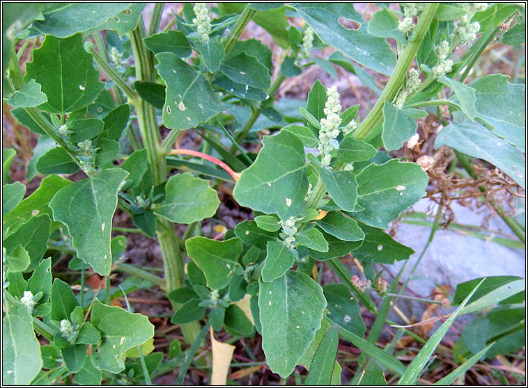 Fat Hen, Chenopodium album, Praiseach fhiin