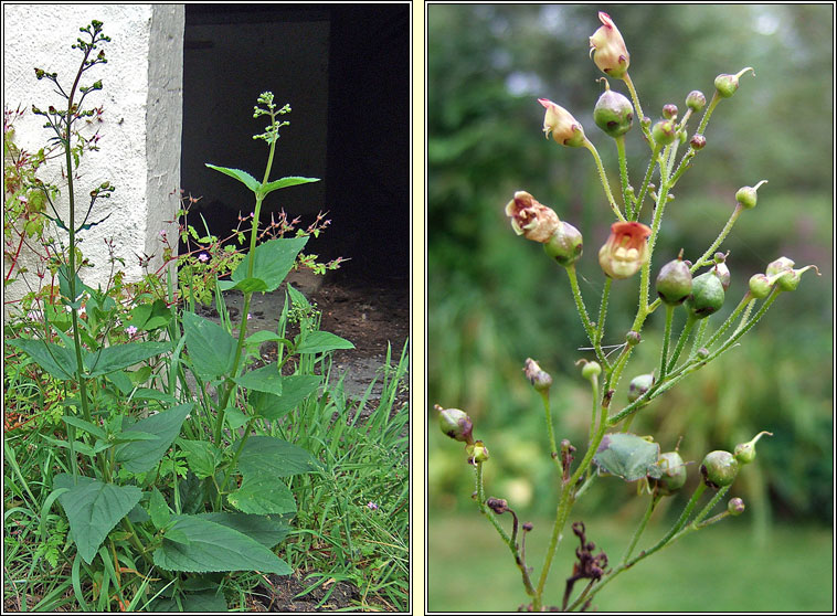 Figwort, Scrophularia nodosa, Donnlus