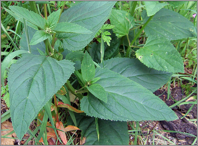 Figwort, Scrophularia nodosa, Donnlus