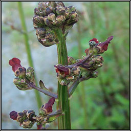 Water Figwort, Scrophularia auriculata, Donnlus uisce