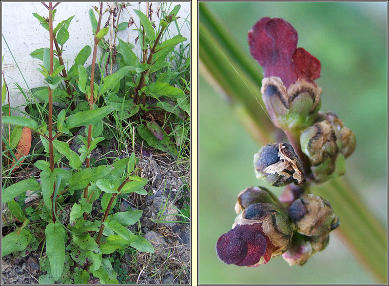 Water Figwort, Scrophularia auriculata, Donnlus uisce