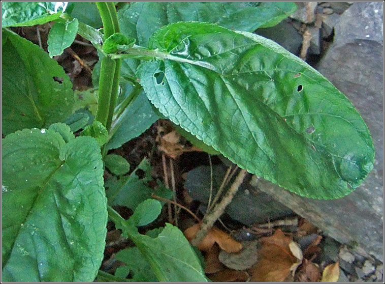 Water Figwort, Scrophularia auriculata, Donnlus uisce