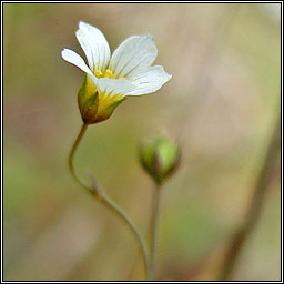 Fairy Flax, Linum catharticum, Lus na mban s