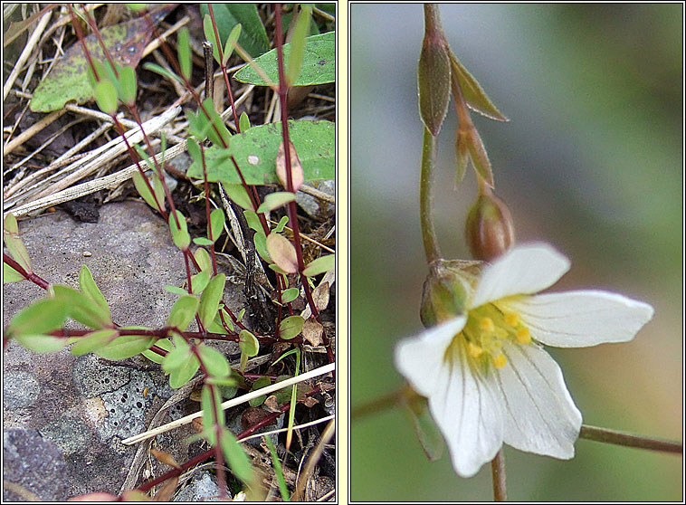 Fairy Flax, Linum catharticum, Lus na mban s