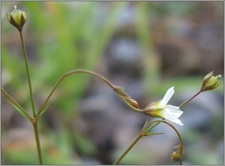 Fairy Flax, Linum catharticum, Lus na mban s