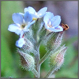 Field Forget-me-not, Myosotis arvensis, Lus monla giort