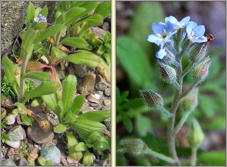 Field Forget-me-not, Myosotis arvensis, Lus monla giort