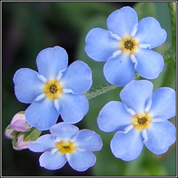 Water Forget-me-not, Myosotis scorpioides, Ceotharnach