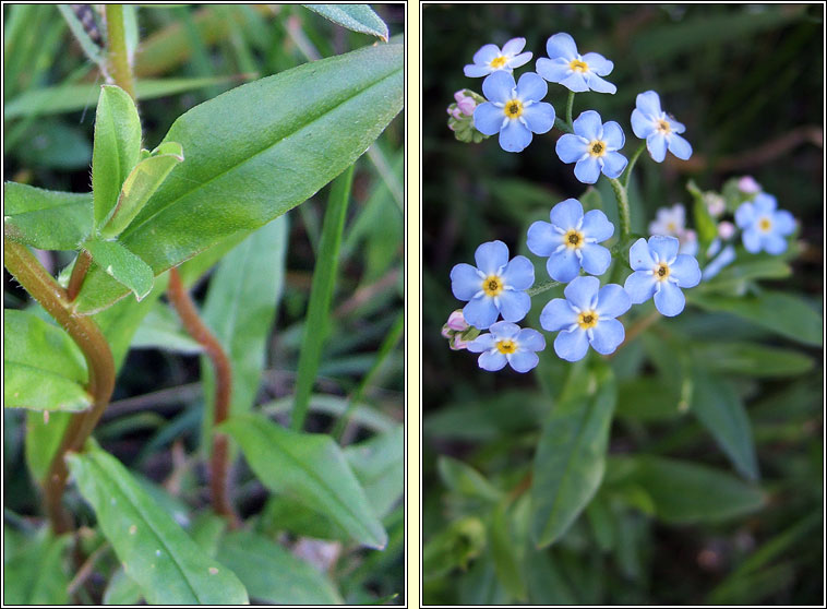 Water Forget-me-not, Myosotis scorpioides, Ceotharnach