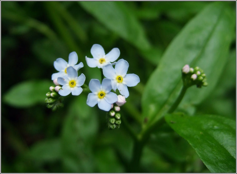 Water Forget-me-not, Myosotis scorpioides, Ceotharnach