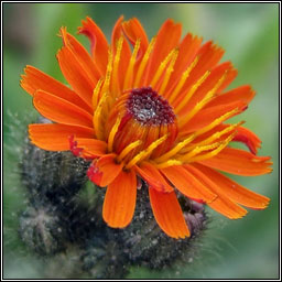 Fox and Cubs, Pilosella aurantiaca, Searbh dearg