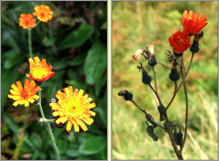 Fox and Cubs, Pilosella aurantiaca, Searbh dearg